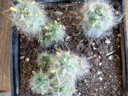 Tephocactus floccosus Burzak FG