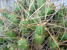 Tephocactus rarissimus  Cumulopuntia pentlandii  Burzak FG