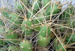 Tephocactus rarissimus  Cumulopuntia pentlandii  Burzak FG