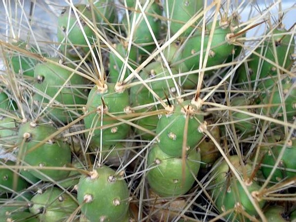Tephocactus rarissimus  Cumulopuntia pentlandii  Burzak FG
