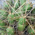 Tephocactus rarissimus  Cumulopuntia pentlandii  Burzak FG