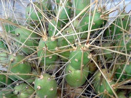 Tephocactus rarissimus  Cumulopuntia pentlandii  Burzak FG