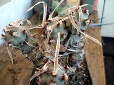 Tephocactus sp2 Burzak FG