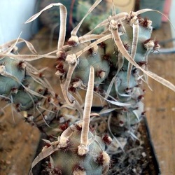 Tephrocactus