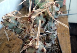 Tephocactus sp2 Burzak FG