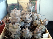 Tephocactus sp 3 Burzak FG