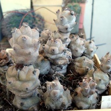Tephocactus sp 3 Burzak FG