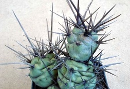 Tephocactus sp  Burzak FG