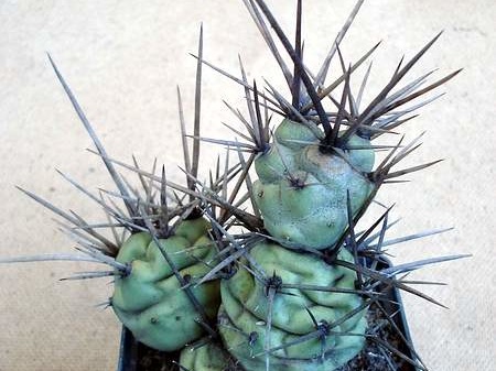 Tephocactus sp  Burzak FG