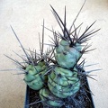 Tephocactus sp  Burzak FG