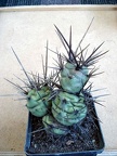 Tephocactus sp  Burzak FG