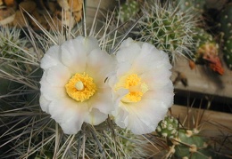 Tephrocactus alexanderi