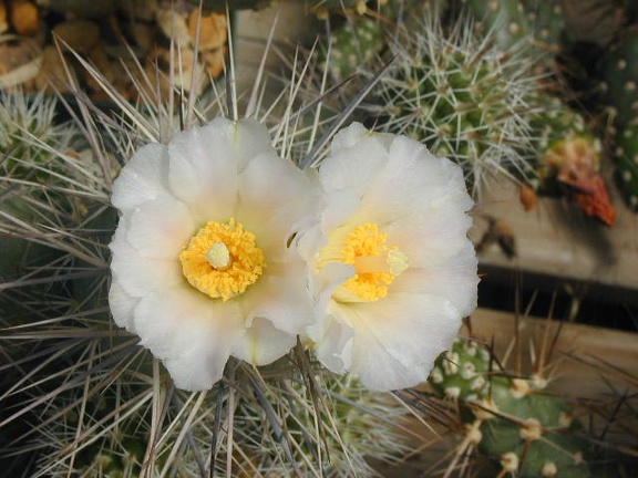 Tephrocactus alexanderi