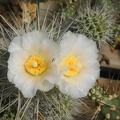 Tephrocactus alexanderi