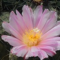 Tephrocactus alexanderi v  bruchii