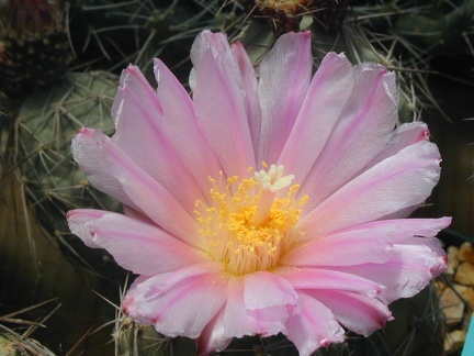 Tephrocactus alexanderi v  bruchii