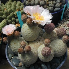 Tephrocactus alexanderi v  geometricus
