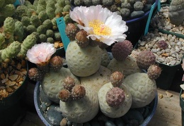 Tephrocactus alexanderi v  geometricus