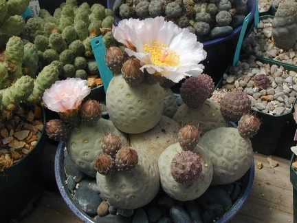 Tephrocactus alexanderi v  geometricus
