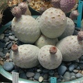 Tephrocactus alexanderi v  geometricus big