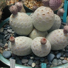 Tephrocactus alexanderi v  geometricus big