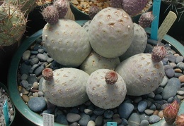 Tephrocactus alexanderi v  geometricus big