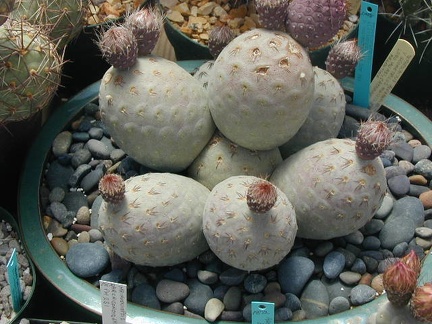 Tephrocactus alexanderi v  geometricus big