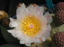 Tephrocactus alexanderi v  geometricus fl