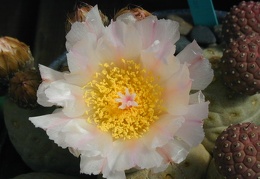 Tephrocactus alexanderi v  geometricus fl