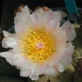 Tephrocactus alexanderi v  geometricus fl