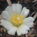 Tephrocactus articulatus