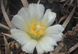 Tephrocactus articulatus