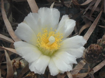 Tephrocactus articulatus