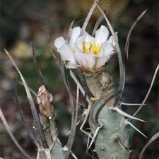 Tephrocactus articulatus Zhyvot