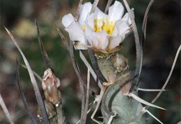 Tephrocactus articulatus Zhyvot