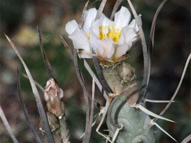 Tephrocactus articulatus Zhyvot