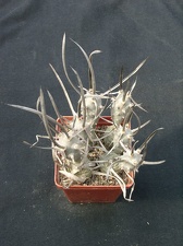 Tephrocactus articulatus v bolivensis