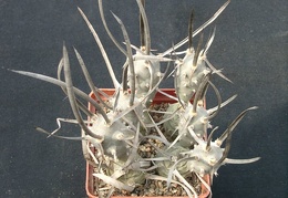 Tephrocactus articulatus v bolivensis