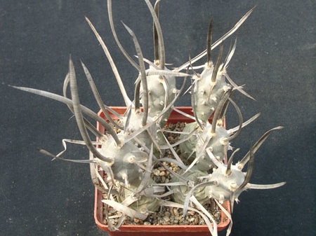 Tephrocactus articulatus v bolivensis