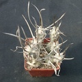 Tephrocactus articulatus v bolivensis