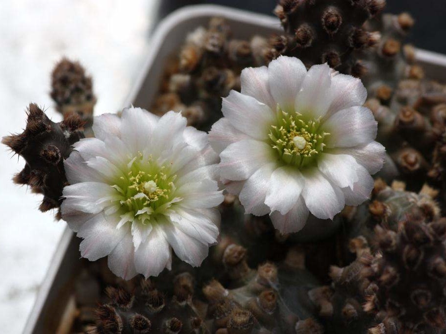 Tephrocactus molinensis