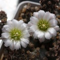 Tephrocactus molinensis
