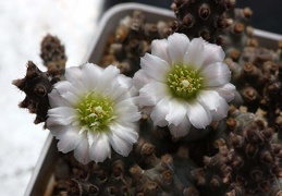 Tephrocactus molinensis
