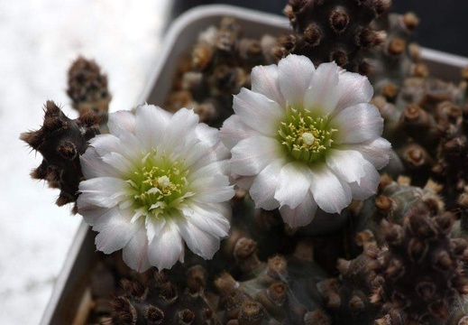 Tephrocactus molinensis