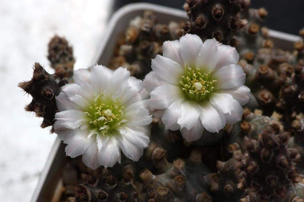 Tephrocactus molinensis