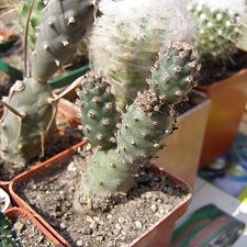 Tephrocactus strobiliformis