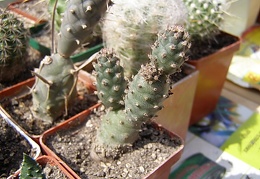 Tephrocactus strobiliformis