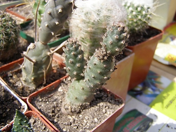 Tephrocactus strobiliformis