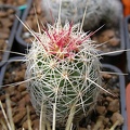 Thelocactus bicolor