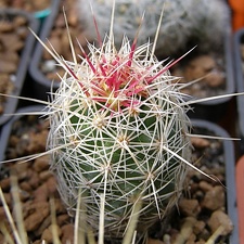 Thelocactus bicolor